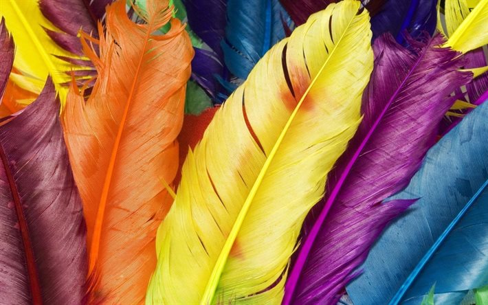 birds, colorful feathers, colored feathers