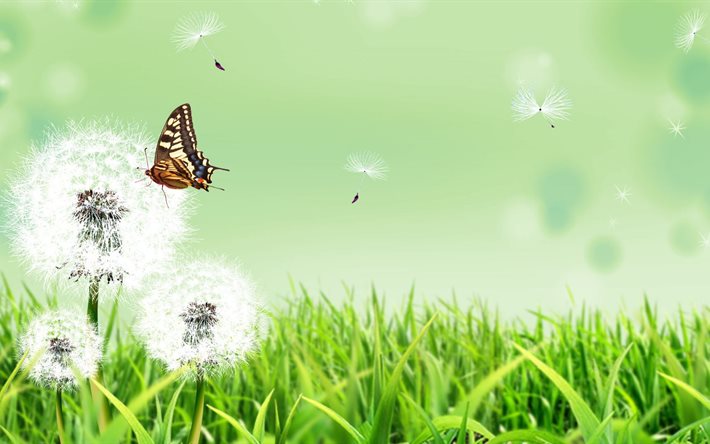 nature, butterfly, dandelions, flowers, background, grass