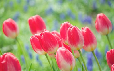 luminoso, brillante, primavera, tulipano, rosa, tulipani, gemme, germogli, fiori