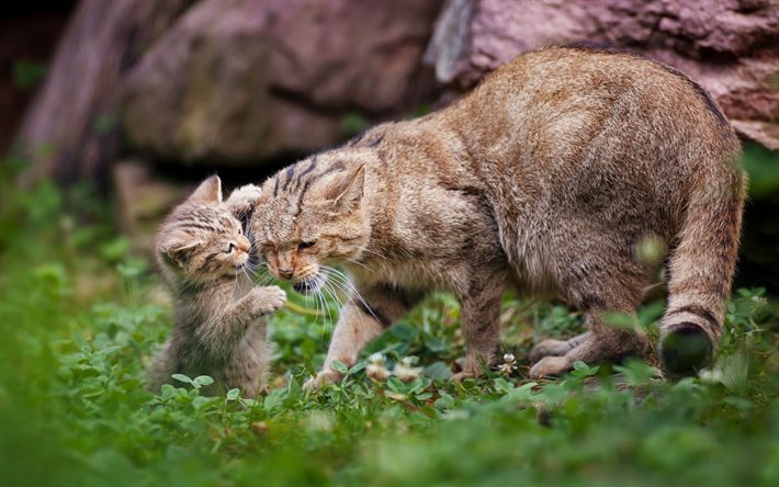 모성, 새끼 고양이, 야생 고양이, wildcat