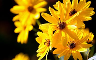 hermoso, las flores, hermosas, flores, amarillo