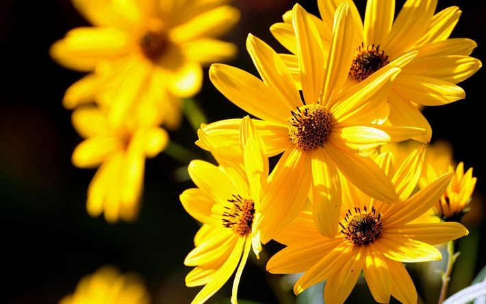 lindo, flores, amarelo