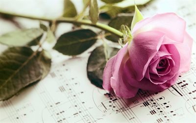 rose, petals, flower, pink, notes, leaves
