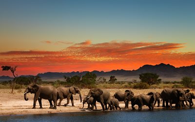 elefanti, 4k, famiglia, fiume, Sud Africa