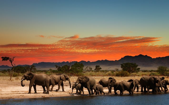 les éléphants, 4k, de la famille, de la rivière, l'Afrique du Sud