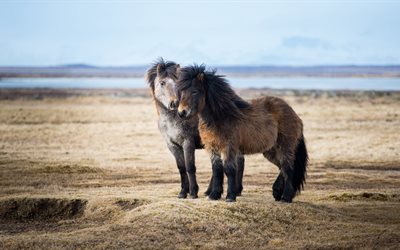 아이슬란드 말, 4k, 동, 초원