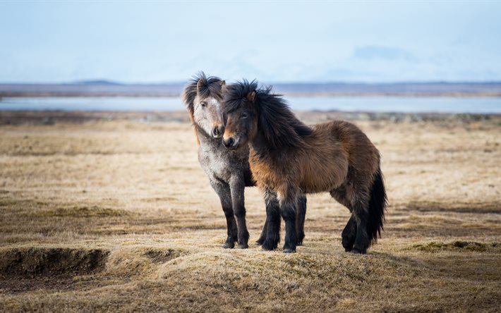 cavalos islandeses, 4k, vida selvagem, prado