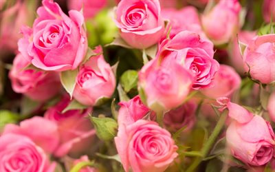 rosas cor de rosa, rosas arbustivas, lindas flores, flores cor de rosa