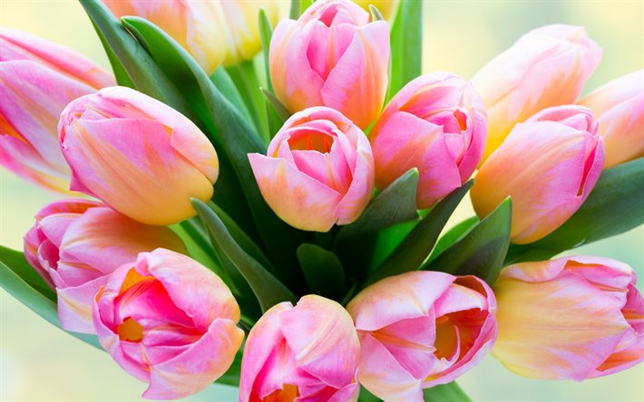 tulipas, primavera, flores cor de rosa, buquê