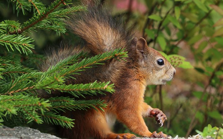 squirrel, fir-tree, wildlife, forest
