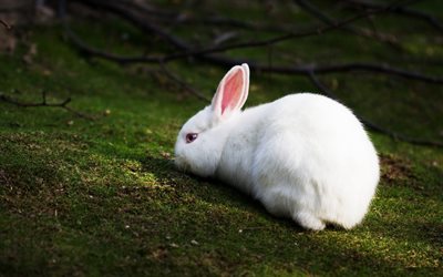 white rabbit, forest, rabbits, cute animals