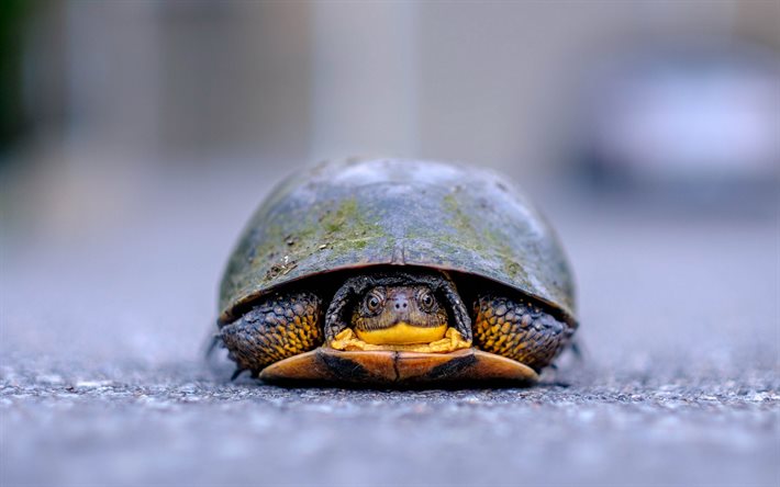 Turtle, road, asphalt, cute animals