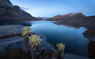 cactus, lago, montañas, la noche, la Laguna de la Plaza, el Parque Nacional Natural El Cocuy, Andes Colombianos