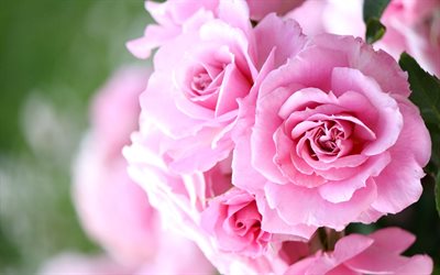 rosor, buskrosor, rosa rosor, rosa blommor