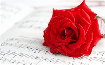 rosa roja en notas musicales, capullo de rosa roja, flor roja, notas musicales, fondo con una rosa, rosas rojas