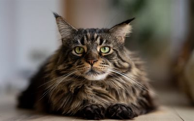 maine coon, chat moelleux, beaux chats, animaux de compagnie, chats, animaux mignons, maine cat, american forest cat, maine shag