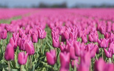 tulipani viola, fiori primaverili, fiori di campo, tulipani, piantagione di tulipani, bellissimi fiori, tulipani rosa, campo di tulipani, paesi bassi
