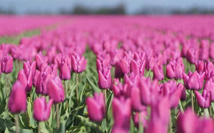 tulipes violettes, fleurs de printemps, fleurs sauvages, tulipes, plantation de tulipes, belles fleurs, tulipes roses, champ de tulipes, pays-bas