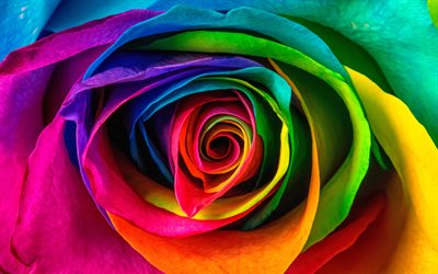 färgglad ros, 4k, makro, färgglada blommor, rosor, närbild, vackra blommor, bakgrunder med rosor, färgglada knoppar, färgglada rosor