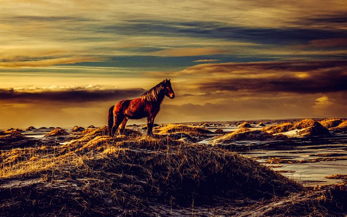 cavalo de clydesdale, cavalo escocês, noite, pôr do sol, clydesdale, costa, cavalo de tração, animais selvagens, cavalos