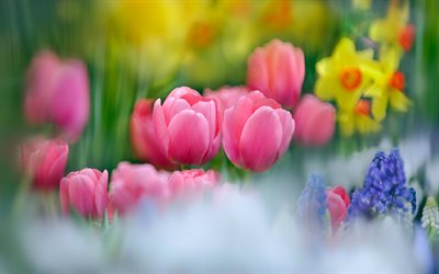 tulipani rosa, sfocatura, fiori selvatici, gemme di tulipano, fiori rosa, sfondo con tulipani, primavera