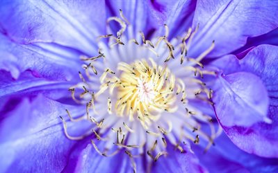 blue, flower, clematis, macro