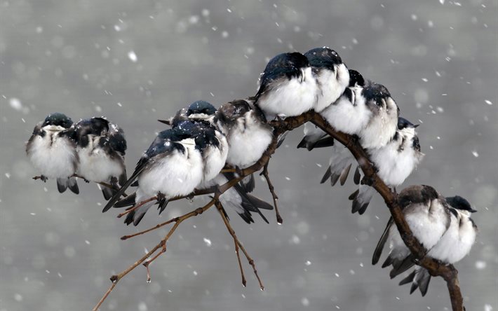 nieve, pack, rama, de las aves, la naturaleza
