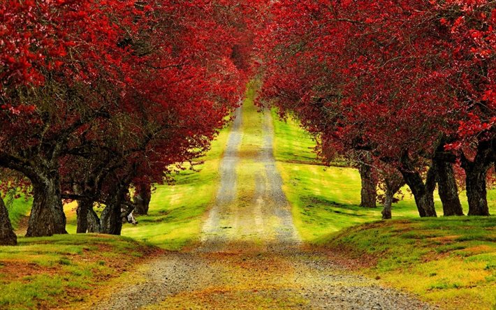 outono, natureza, estrada, paisagem, árvores