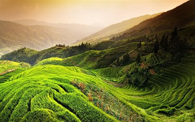 arroz, china, paisaje, terraza, vista a la montaña, niebla, naturaleza, salida del sol, el verde, el paisaje, verde, terrazas