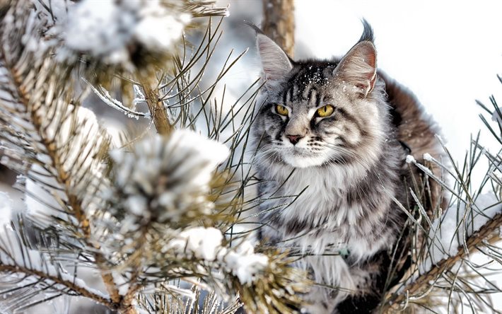 snow, animal, cat, nature, beast