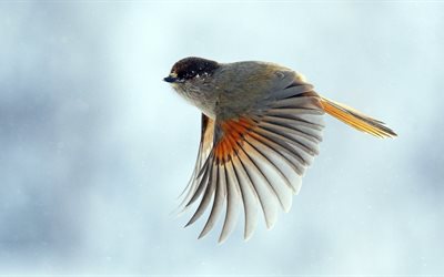 the plumage, wings, flight, bird, color