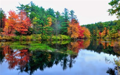les arbres, l'automne, à la réflexion, à l'automne, la réflexion, le lac, l'eau
