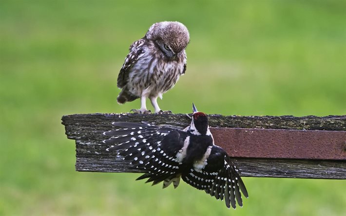 animal, woodpecker, bird, the fence, looking, owl, the conflict