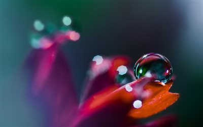 photo, water, macro, close up, drops, drop, flower