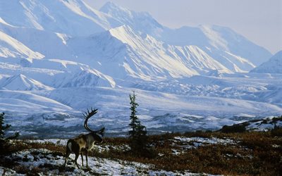 알래스카, 눈, 산, 놀라운, 사슴, 자연
