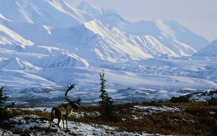 l'alaska, de la neige, des montagnes, de l'alaska, de l'incroyable, de cerf, de la nature, neige