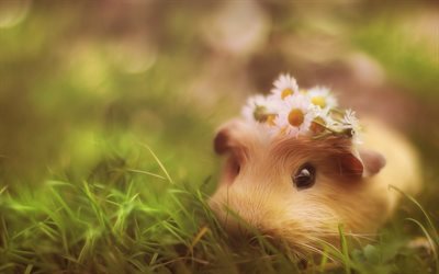 guinea pig, grass, funny animals, blur, rodent