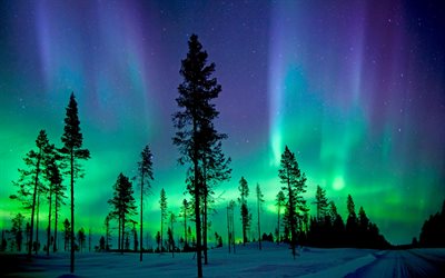 Abisko National Park, northern lights, night, forest, Aurora Borealis, Sweden