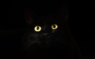 karanlık, 4k, siyah kedi, sarı gözleri, mazzle, kediler