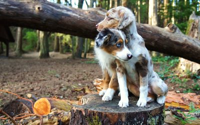 豪州羊飼い, 犬, ペット, 森林, 秋, かわいい動物たち