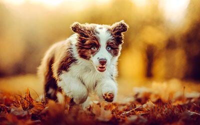 갈색 흰색 오스트레일리언 셰퍼드, 호주 강아지, 달리는 강아지, 가을, 저녁, 오스트레일리안 셰퍼드 강아지, 귀여운 동물, 애완동물, 개, 오스트레일리언 셰퍼드
