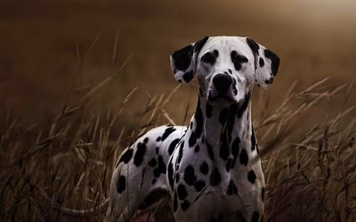Dalmatian, pets, autumn, domestic dog, cute animals, dogs, Dalmatian Dog