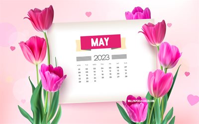 4k, calendrier mai 2023, modèle de printemps, fond de printemps avec des tulipes violettes, mai, calendrier printemps 2023, concepts 2023, tulipes roses