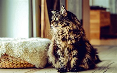 Maine Coon, domestic cats, fluffy gray cat, cute animals, pets, American Longhair, Maine Cat, cats