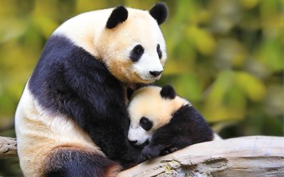 panda gigante, madre e cucciolo, animali selvatici, cina, simpatici animali, famiglia panda, ailuropoda melanoleuca, panda, foresta, orsi panda, bokeh