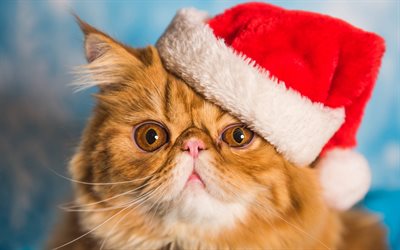 persialainen kissa joulupukin hatussa, hauskoja kissoja, joulu, inkivääri persialainen kissa, söpöjä eläimiä, lemmikkejä, kissat, inkivääri kissat, pörröinen kissa