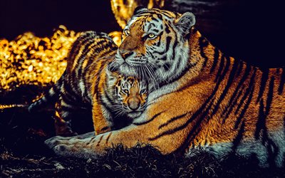 tigres, animais selvagens, noite, pôr do sol, pequeno tigre com a mãe, filhote de tigre, gatos selvagens, ásia
