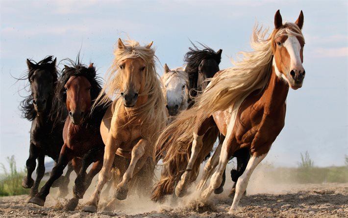 horses, wildlife, herd of horses, brown horse, black horse