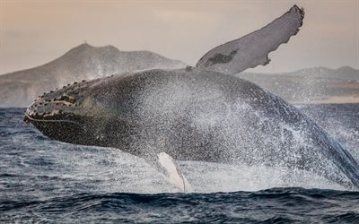 humpback whales, sea, jump, splash, whales