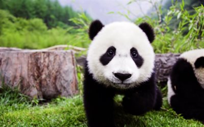 vauva panda, japani, söpöjä eläimiä, karhu, panda, metsä